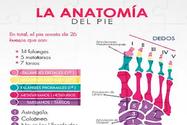 Anatomía jigsaw puzzle