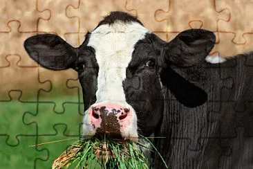 Cow jigsaw puzzle