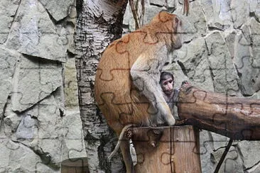 Husar monkeys jigsaw puzzle