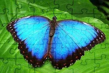 borboleta jigsaw puzzle