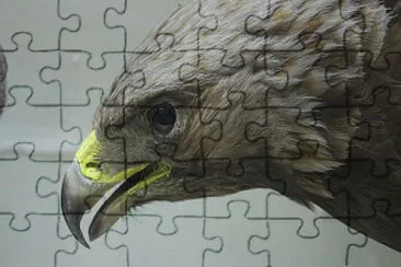 Eagle jigsaw puzzle