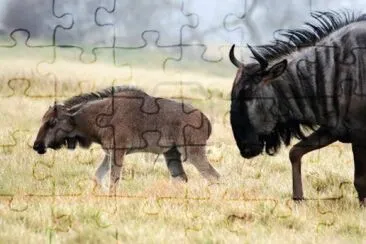 Ã‘u1 jigsaw puzzle