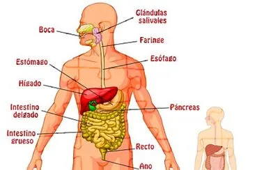 Sistema Digestivo