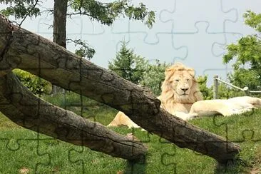 White Lion jigsaw puzzle