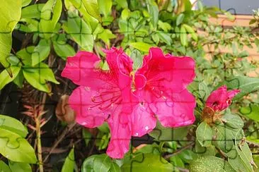 Pink Azalea jigsaw puzzle