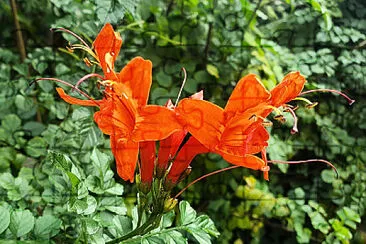 Cape honeysuckle jigsaw puzzle