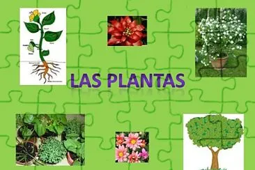 Plantas