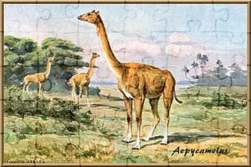 Aepycamelus