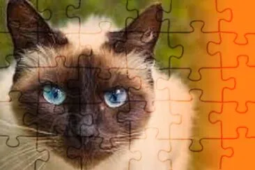 quabra cabeça de gato jigsaw puzzle