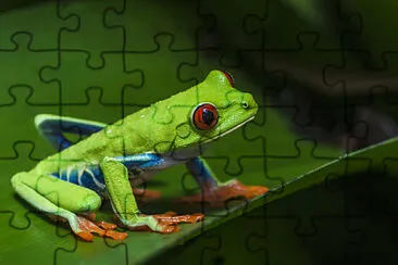 anfibio jigsaw puzzle