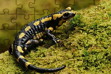 salamandra jigsaw puzzle