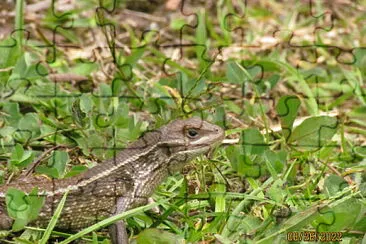 פאזל של Lagarto