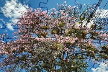 Florescencia de Guayacanes