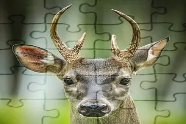 Animal silvestre CR jigsaw puzzle