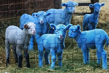 Blue baby sheep