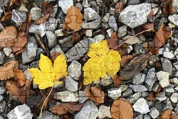 Leaves   Stones, Eibsee, Grainau