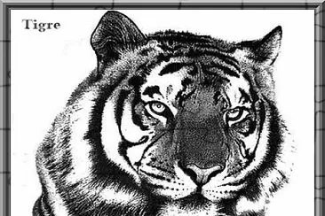 Dessin tête de tigre jigsaw puzzle