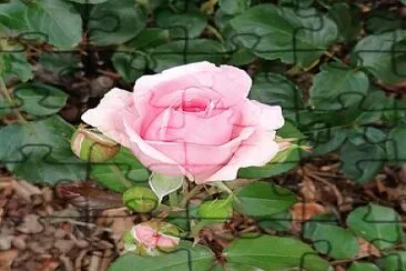 Rose rose... jigsaw puzzle