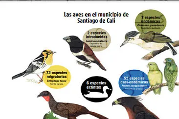 פאזל של Aves de Cali