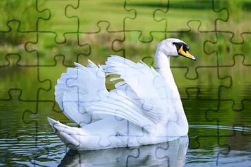 cisne jigsaw puzzle