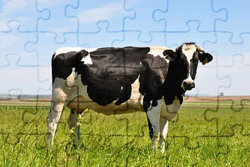 Vaca jigsaw puzzle