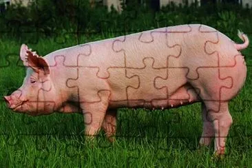 cerdo jigsaw puzzle