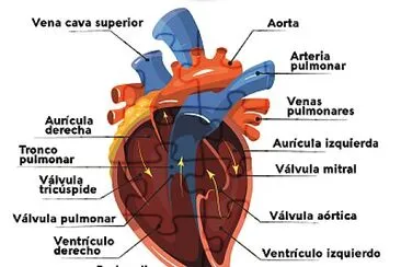 פאזל של Capas y cámaras del corazón