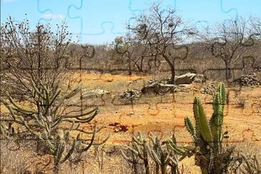 caatinga