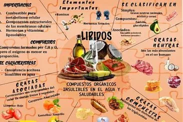 lipidos