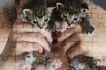 PISICI CARE SE JOACĂ CU GHEME jigsaw puzzle