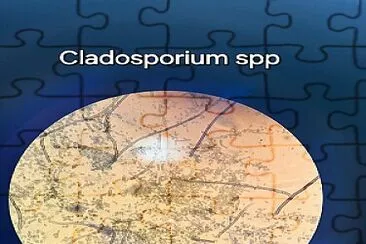 Cladosporium sp jigsaw puzzle