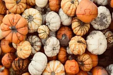 Citrouilles Halloween jigsaw puzzle