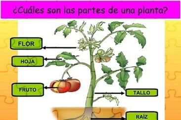 Partes de la planta