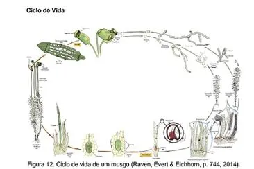 פאזל של Ciclo de vida