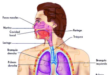 פאזל של Aparato respiratorio