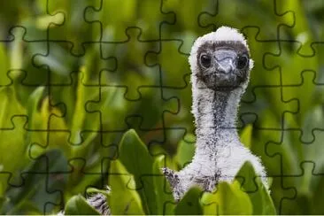 pajaro jigsaw puzzle