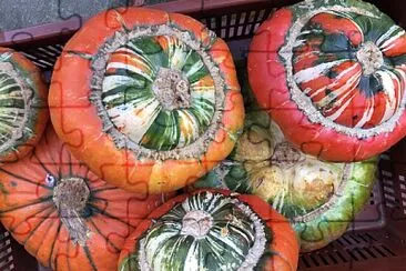 Turban Pumpkins Autumn