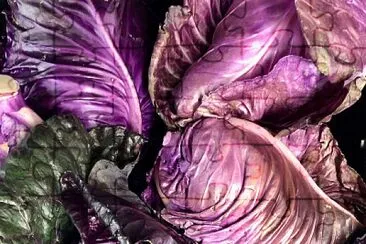 פאזל של Purple cabbages