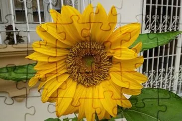 Lindo Girasol jigsaw puzzle