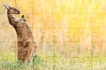 Canguru jigsaw puzzle