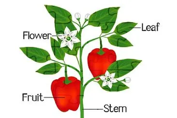 Parts of a plant