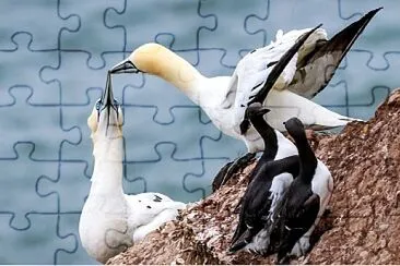 Gaviotas jigsaw puzzle