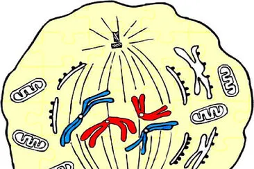 פאזל של PROCESO DE METAFASE