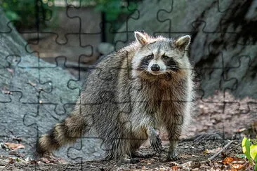 Toy jigsaw puzzle