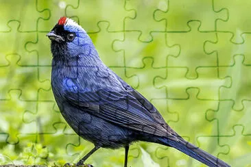 Toy jigsaw puzzle