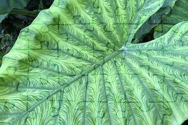 פאזל של Giant leaf, Palacio de las Dueñas, Seville