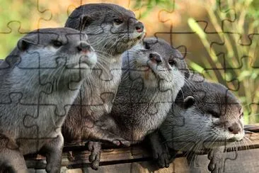 Cute Otters jigsaw puzzle