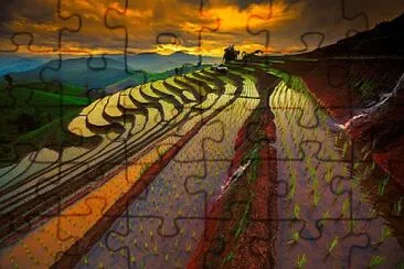 Rice Field jigsaw puzzle