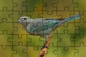  jigsaw puzzle