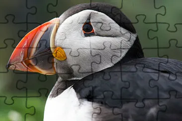 tucan jigsaw puzzle